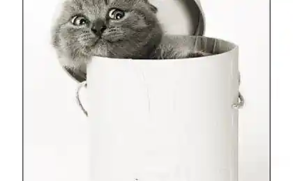 КотЁнки