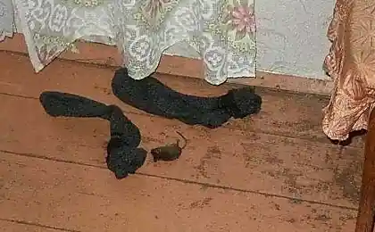 Народное средство от грызунов ...)))
