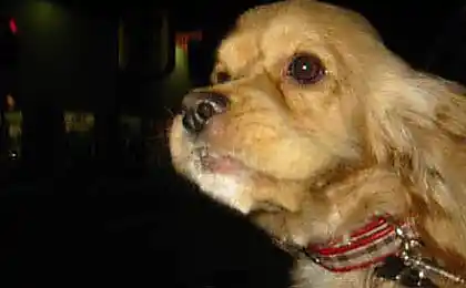 狗决定寻找出车窗