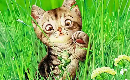 Такие пушистые и нежные