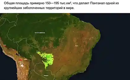 Пантанал — Самые Большие В Мире Болота, Которые Находятся В Южной Америке