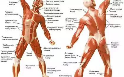 Что такое точки напряжения в мышцах и как их лечить