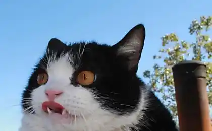 20 de los más divertidos gatitos, de los cuales hemos sido capaces de encontrar
