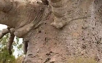 Баобаб! Самое большое дерево