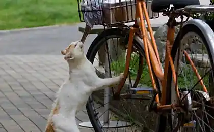 羊毛贼