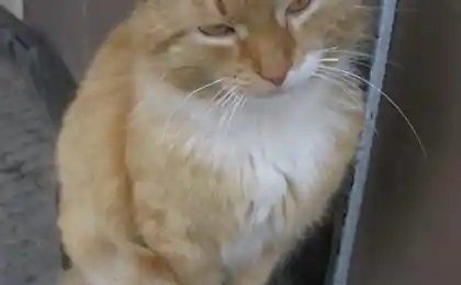 Коты в Пасху.