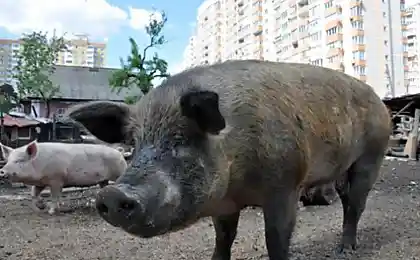 Свиньи, козы, кролики... в центре города!