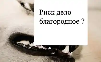 Риск дело благородное?