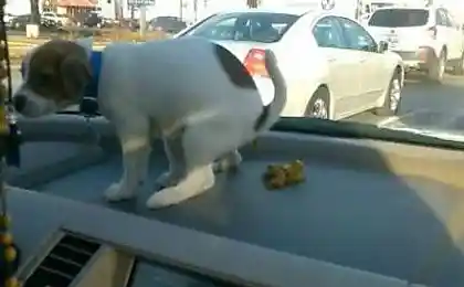 Только что купил щенка...