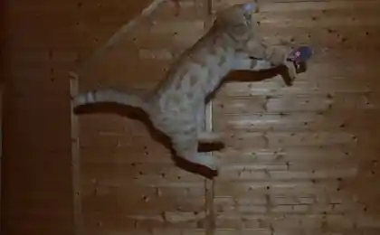 Сеанс левитции
