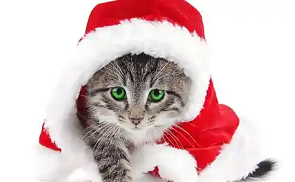 Новогодние коты и котята