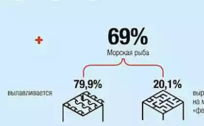 Интереснейшая инфографика для любителей рыбы