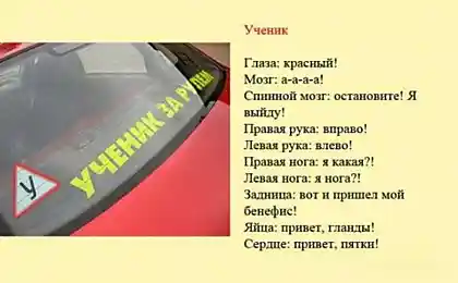 Шуточная классификация водителей