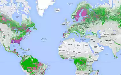 Google выпустил карту лесов мира: Global Forest Watch