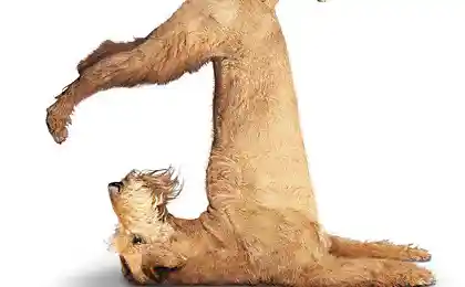Собаки Йоги