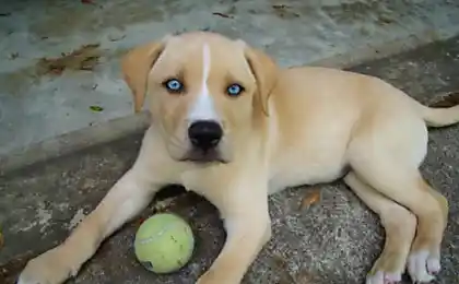 Hybrids 20 most unusual dog you have not exactly seen!