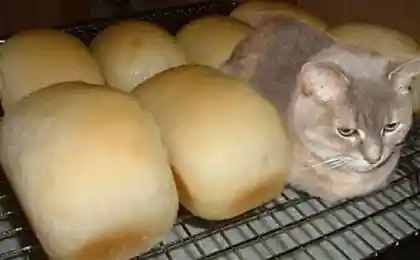 Буханка котэ ...))))
