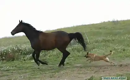 Ответный удар (4 фото)