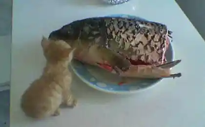 прогаладалсо