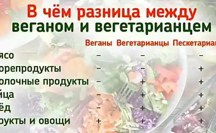 Разбираемся раз и навсегда, в чём разница между веганами и вегетарианцами