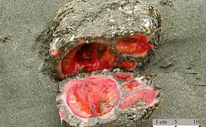 Pyura chilensis &#8212; «кровоточащий камень» с морского дна