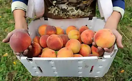 Персики