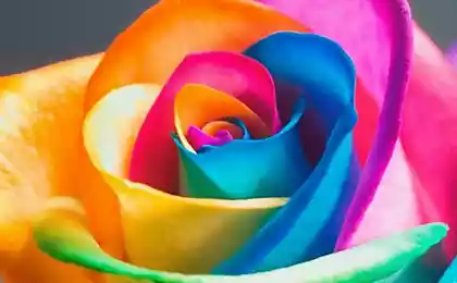 Разноцветная роза Rainbow Rose