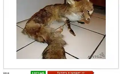 Чучело лисы