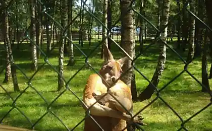 Gangsta kangaroo