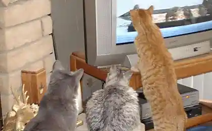 Ваши кошки смотрят телевизор?