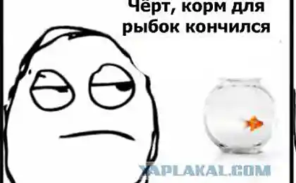 Корм для рыбок кончился