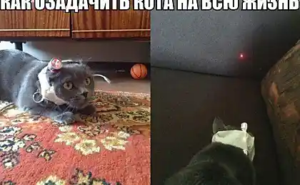 Как свести кота с ума