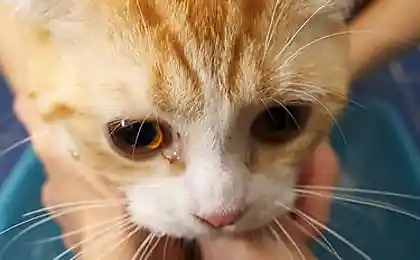 Купание желтого кота...