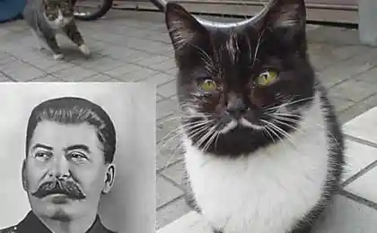 Сходство
