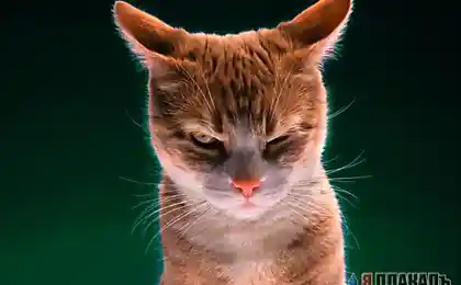 Злой кот районник, часть 2