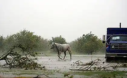 Hurricane dolly destroys всі в її спосіб