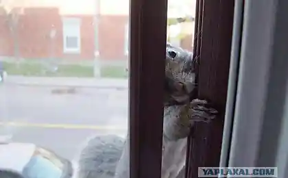 Настойчивость и еще раз настойчивость!