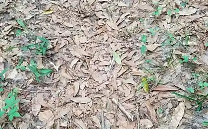 Discutimos, usted no será capaz de encontrar a todos los animales que aparecen en las fotos?