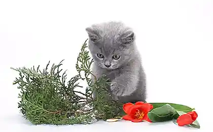 Котенок с цветами к крольчихе пришел