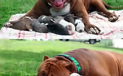 Largest Pitbull large families in the world became Pope