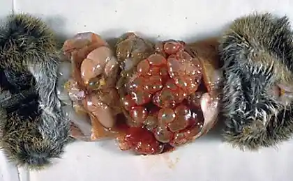 你会震惊的! 藏在食物里的十大寄生虫