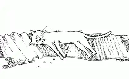 Правила кошек