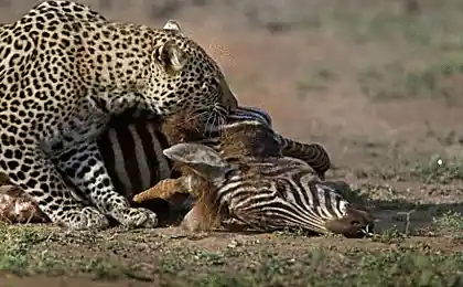 Dramáticos cuadros — scrum de leopardo y las hienas