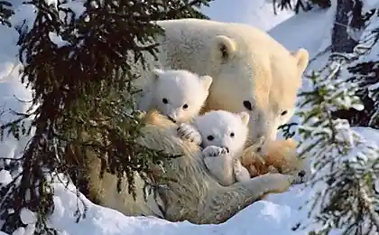 Белые медвежата