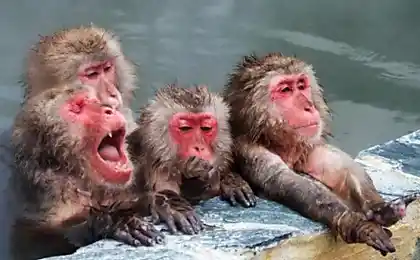 Macaques грають в гарячі джерела