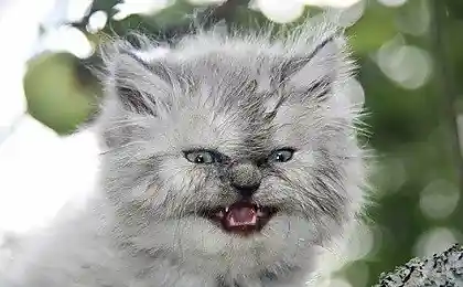 Свирепый котенок и арбуз (5 фотографий)