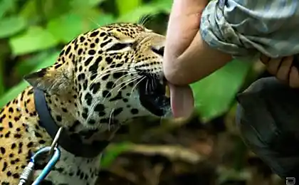 Прогулка с ягуарами