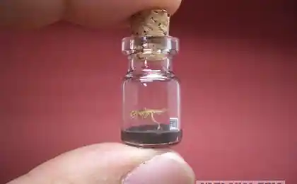 Миниатюрные динозавры