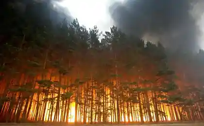 Лесные пожары