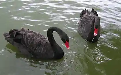 Просто красивые птицы
